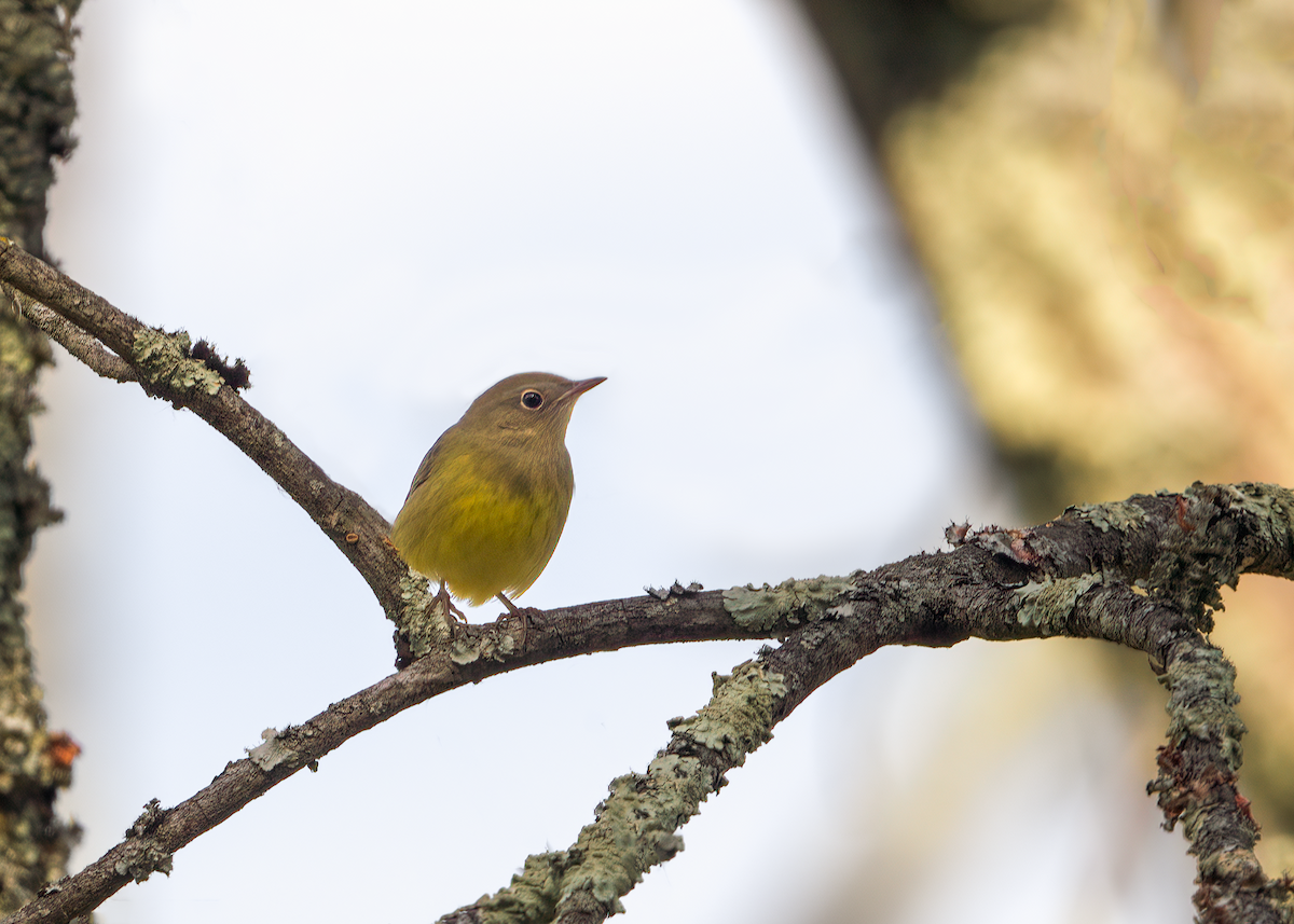 Connecticut Warbler - ML488295521