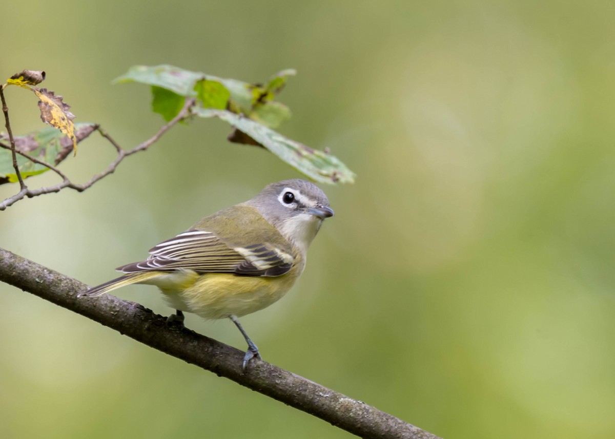 Blue-headed Vireo - ML488295651