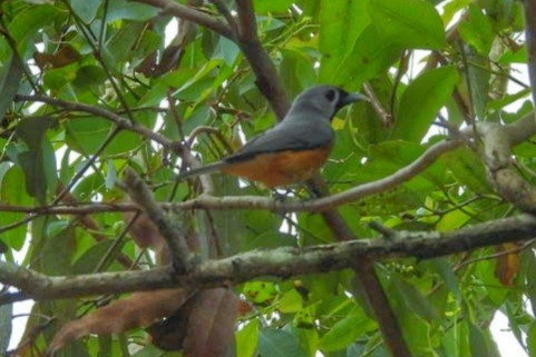 Black-faced Monarch - ML488296291