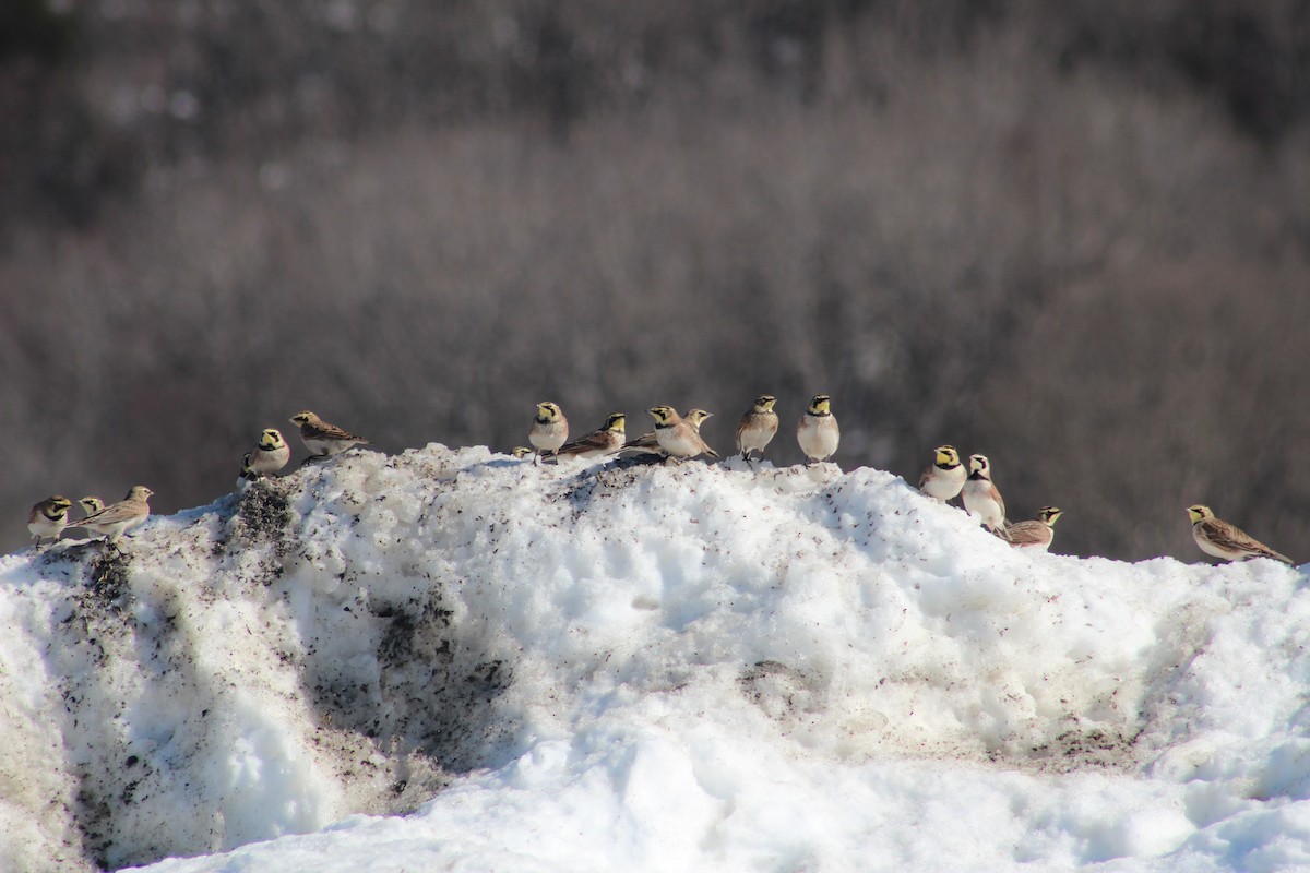 Horned Lark - ML48829681