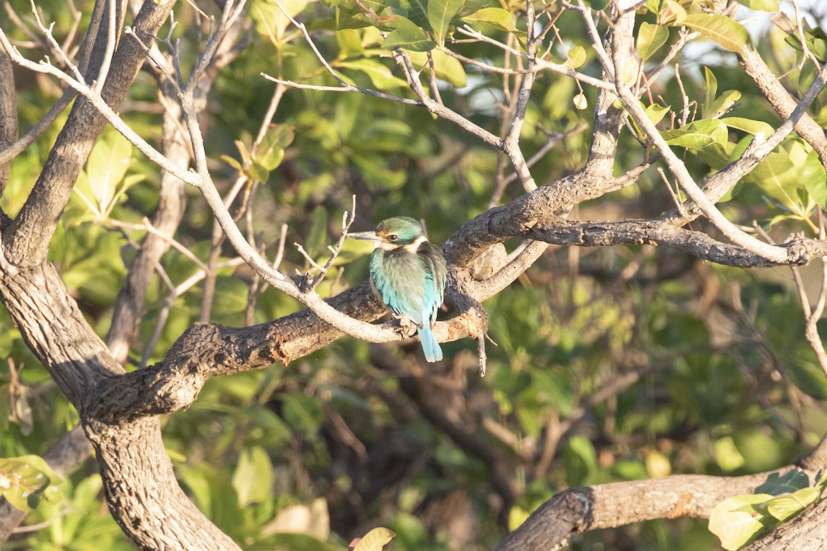 Sacred Kingfisher (Australasian) - ML488298521