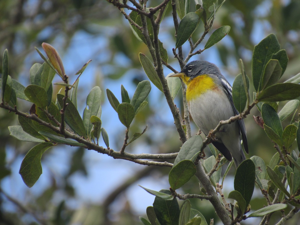 Northern Parula - ML48829981