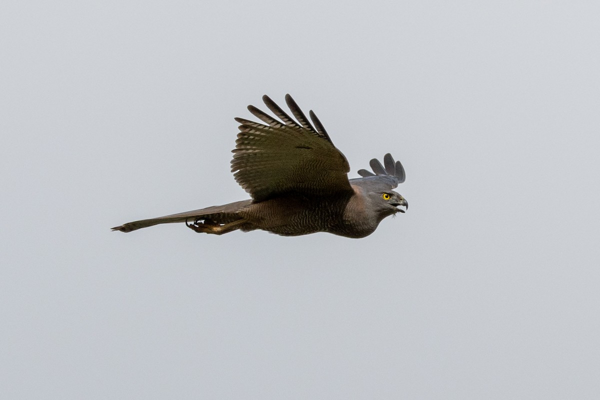 Brown Goshawk - ML488300371