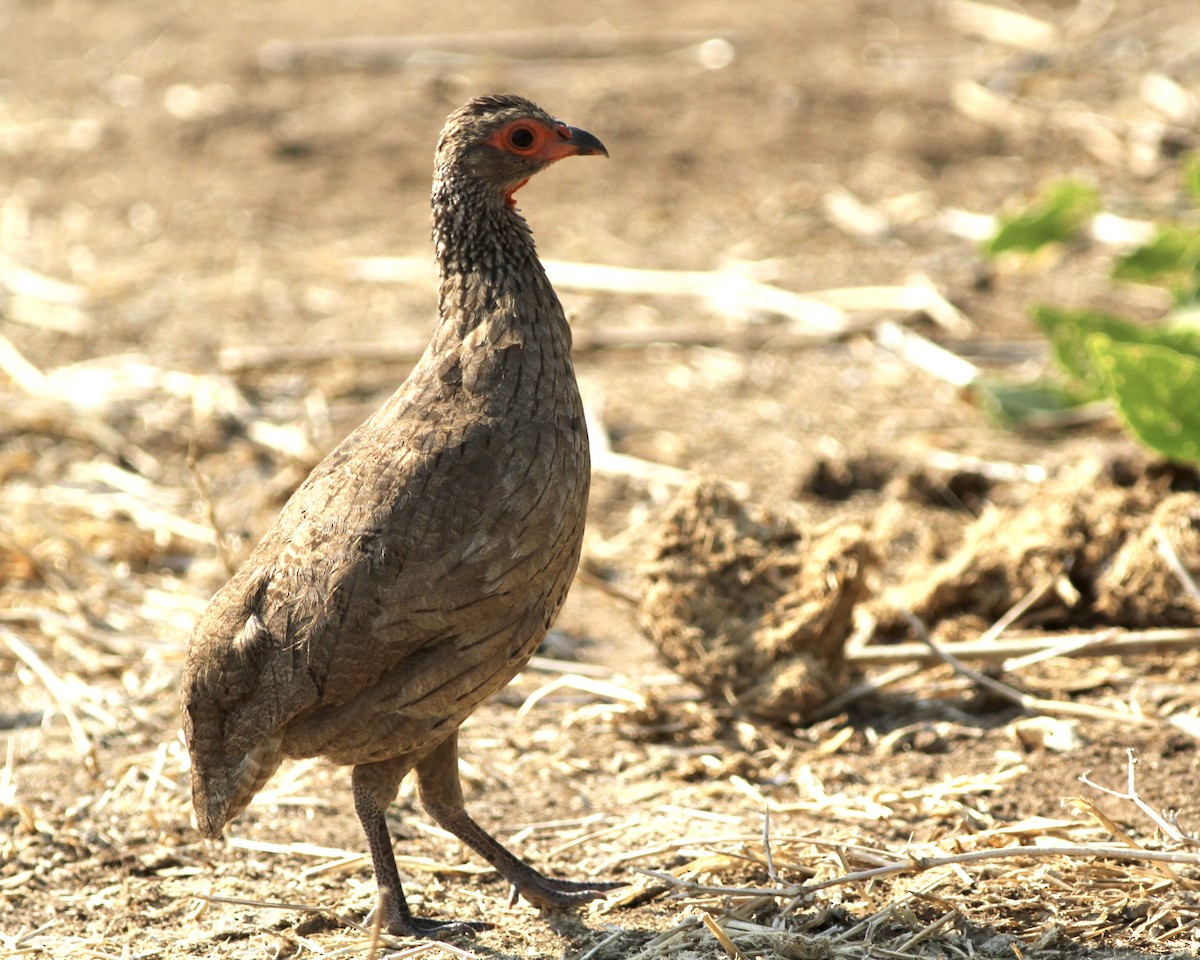 Swainson's Spurfowl - ML488300951