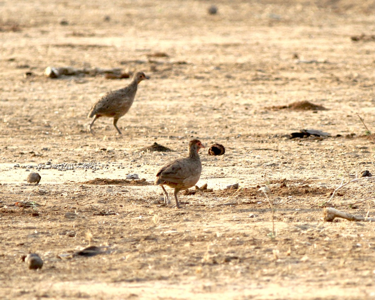 Swainson's Spurfowl - ML488300961