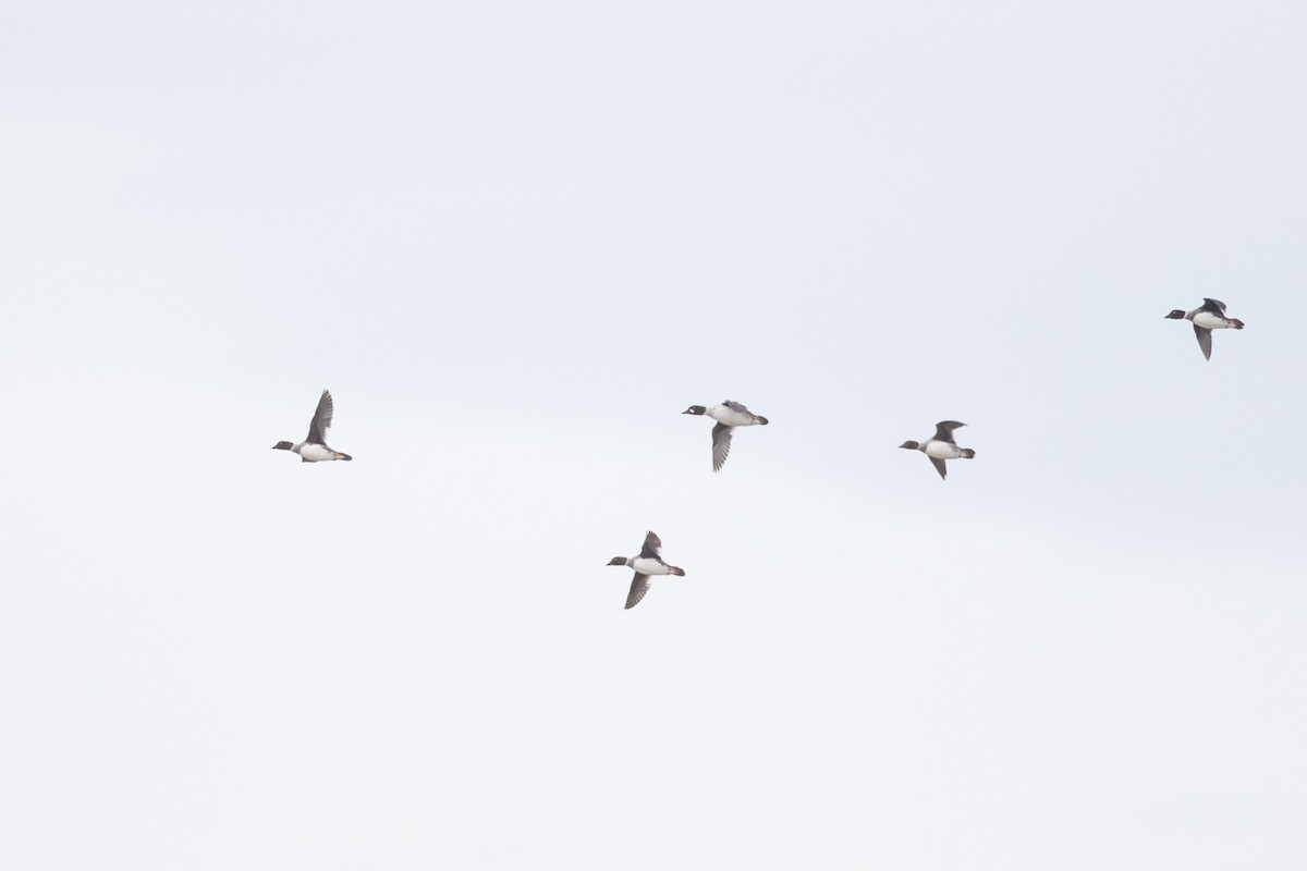 Common Goldeneye - ML48830111