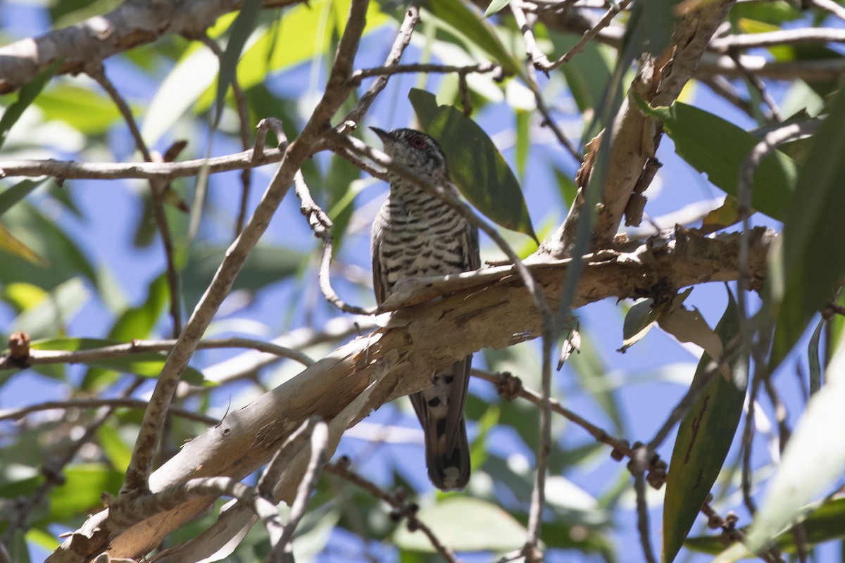 Little Bronze-Cuckoo (Little) - ML488301691