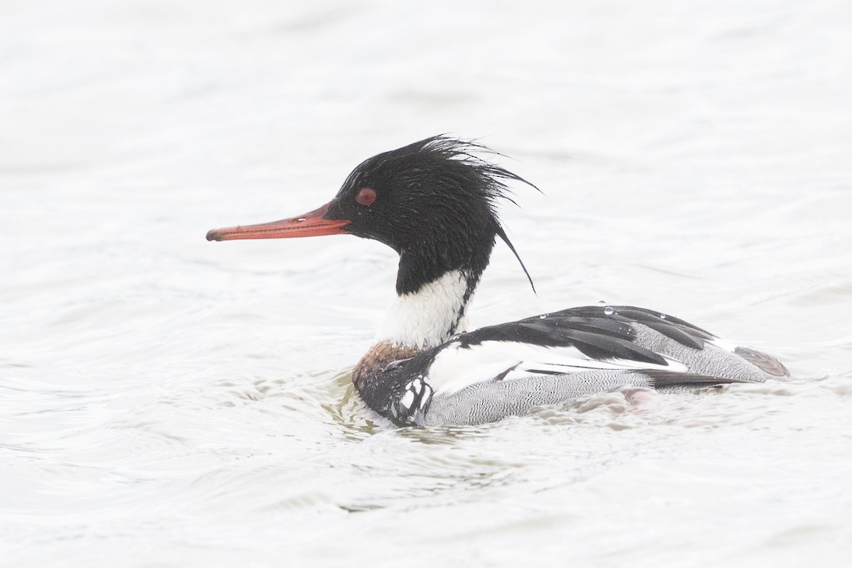 Red-breasted Merganser - ML48830171