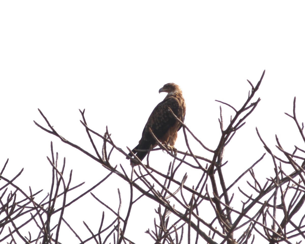 Tawny Eagle - Sam Shaw