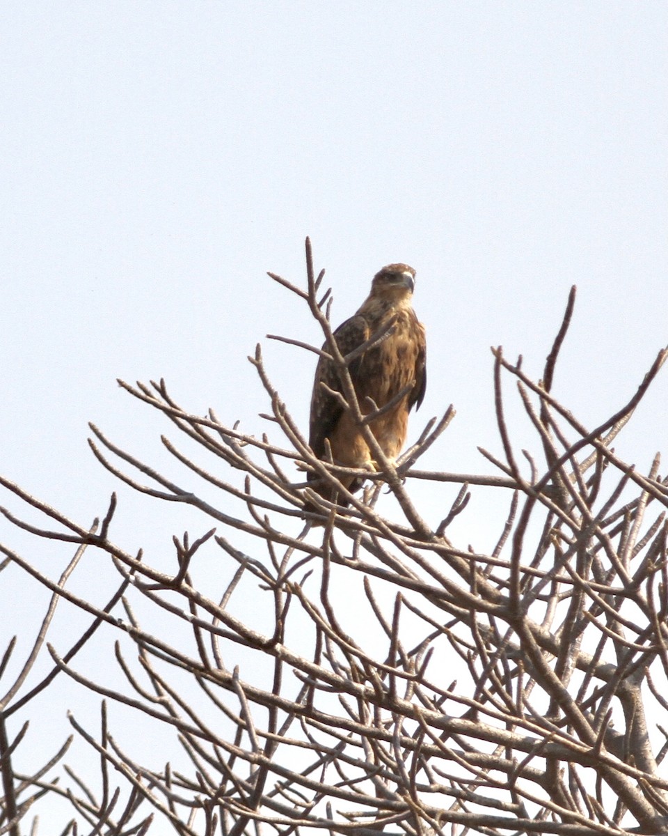 Tawny Eagle - Sam Shaw