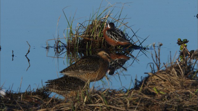 polarsvømmesnipe - ML488302