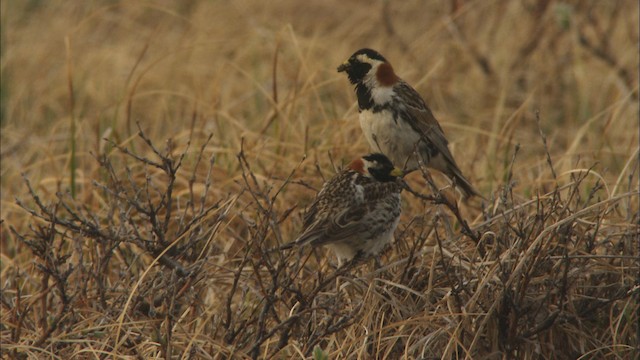 Lapland Longspur - ML488304