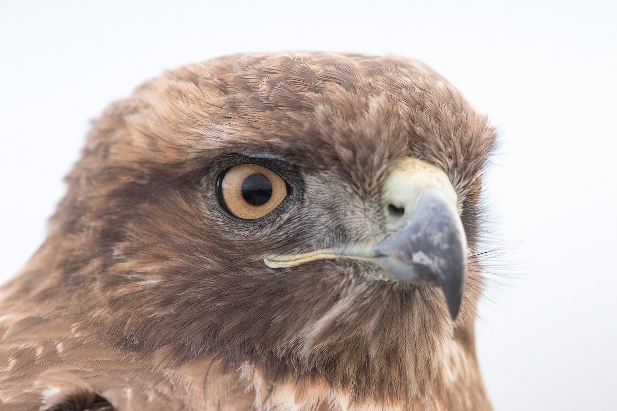 Red-tailed Hawk - ML48830441