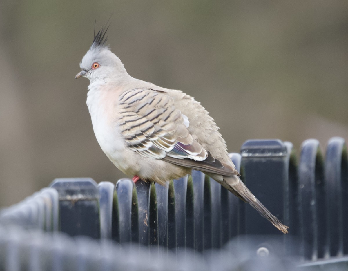 Crested Pigeon - ML488304781