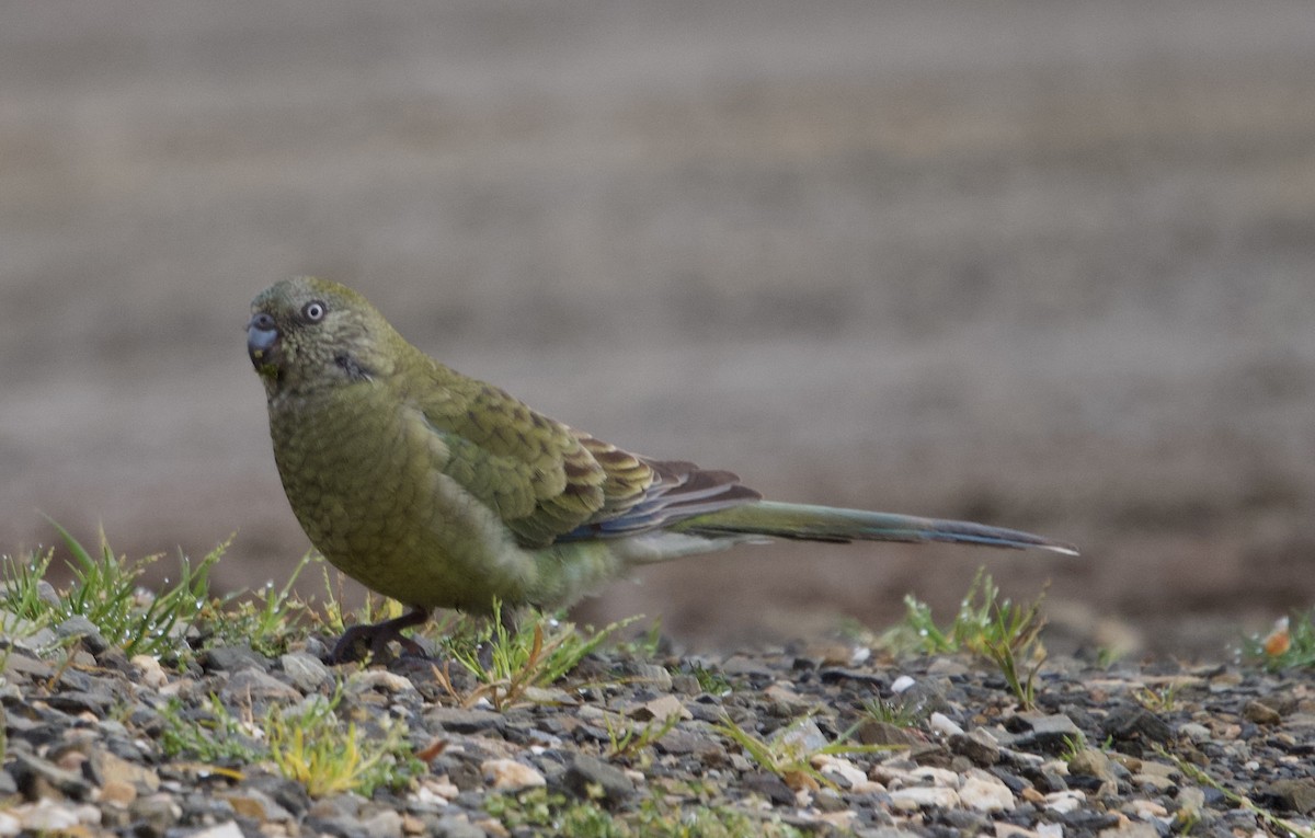 Red-rumped Parrot - ML488305041
