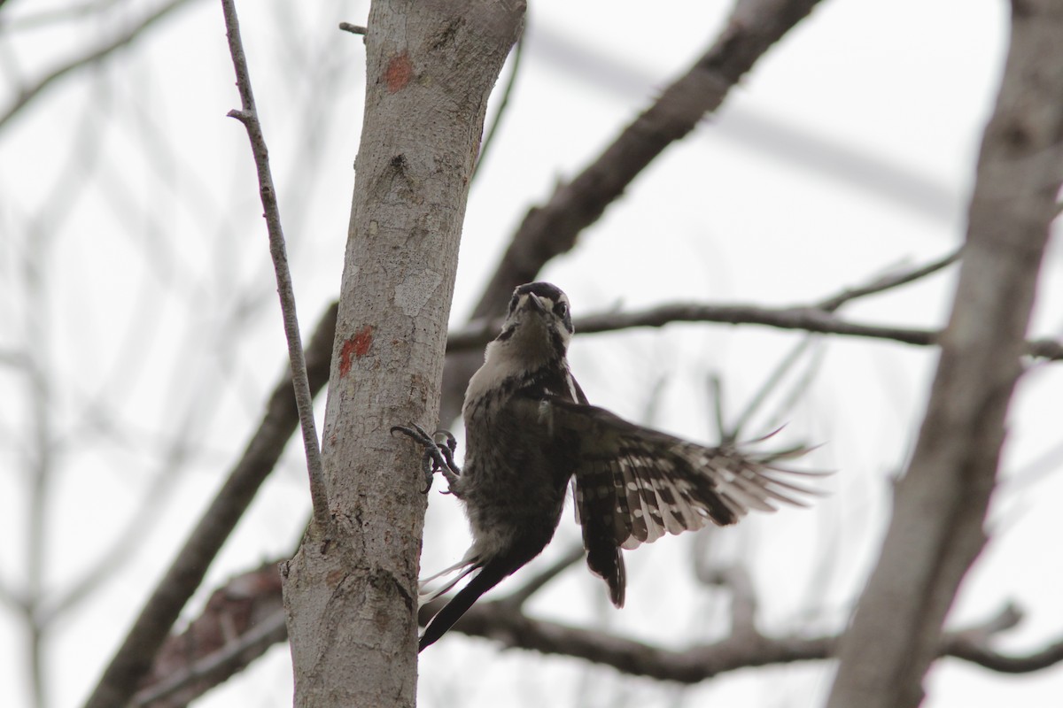 Hairy Woodpecker - ML488305321