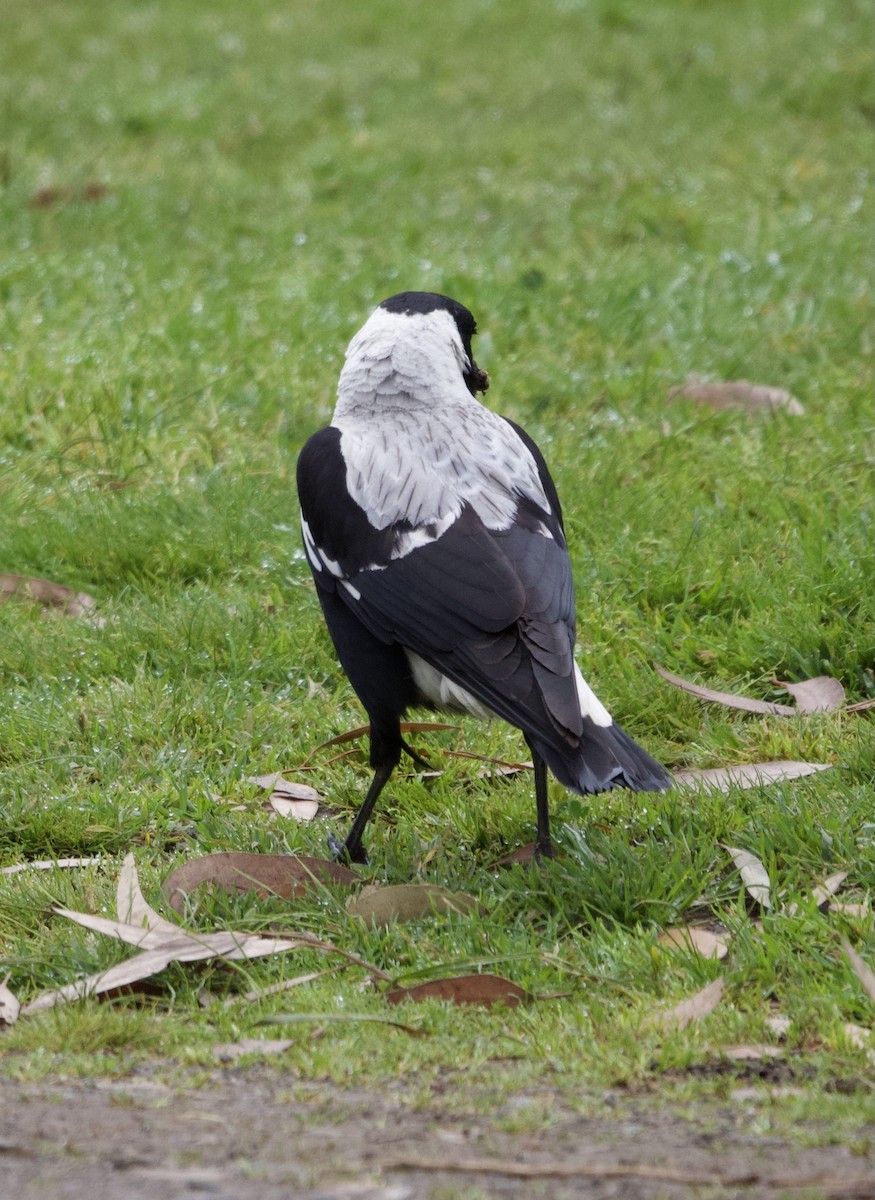 Australian Magpie (White-backed) - ML488305351