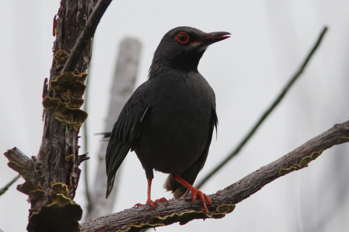 Red-legged Thrush - ML488305361