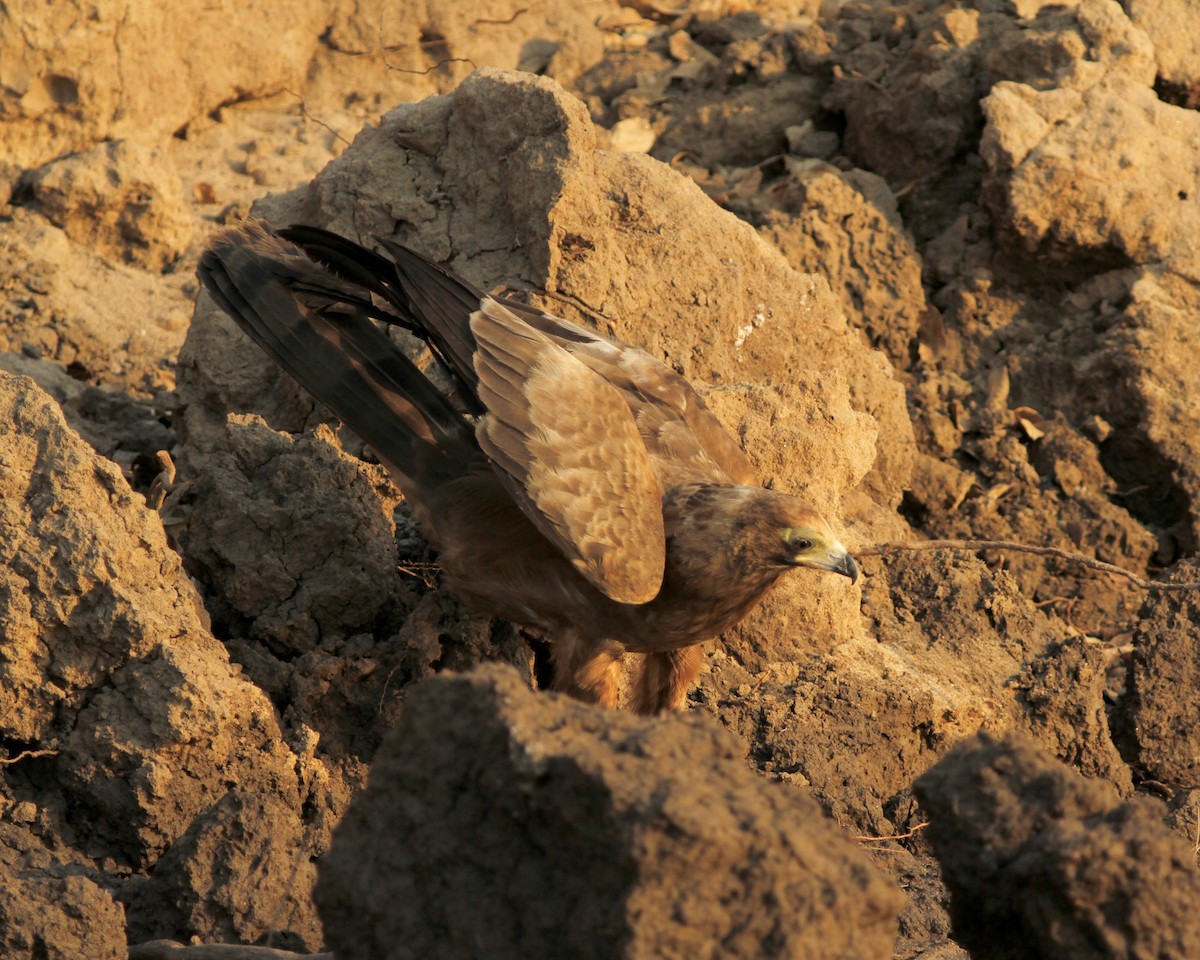 African Harrier-Hawk - ML488305901