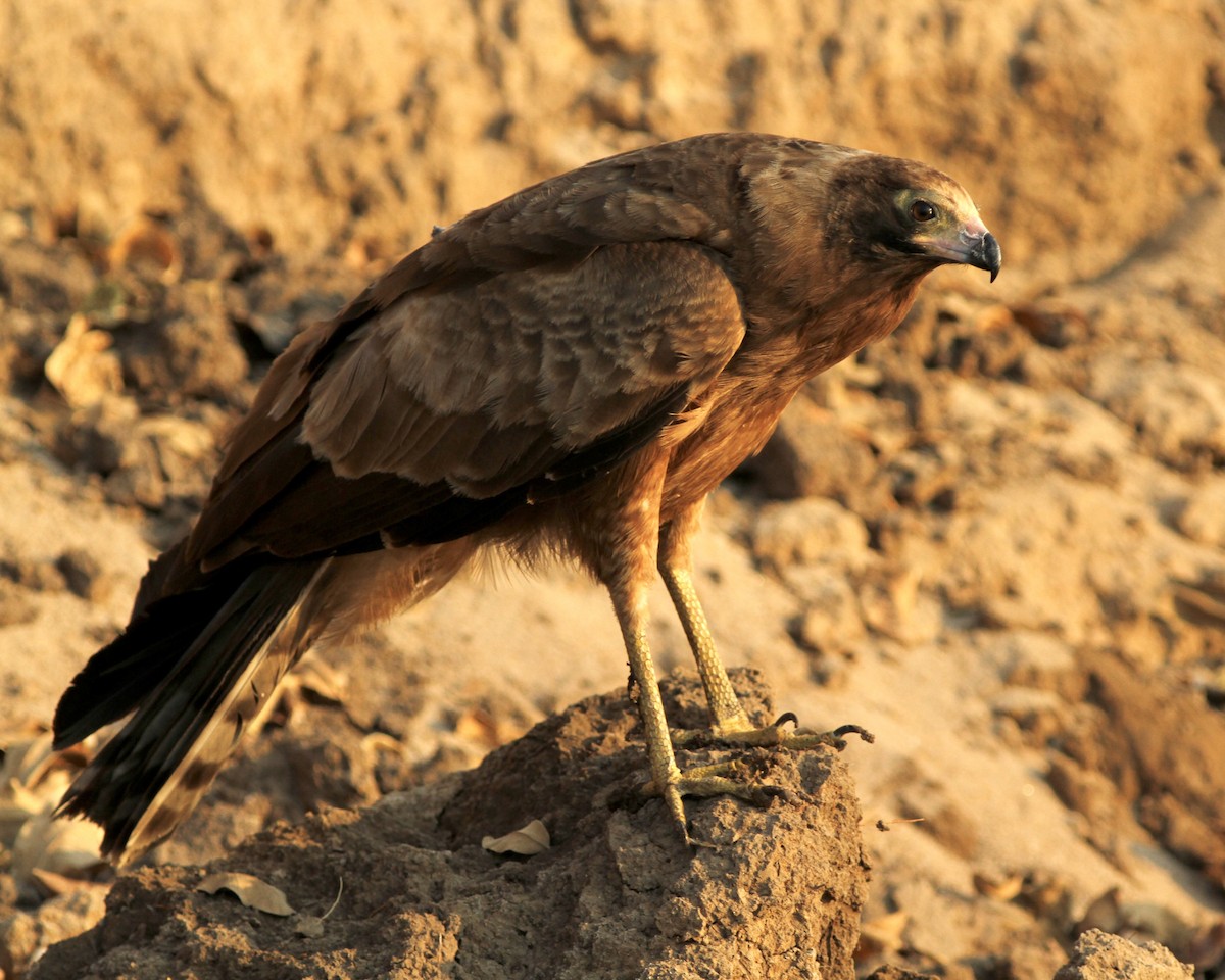 African Harrier-Hawk - ML488305941