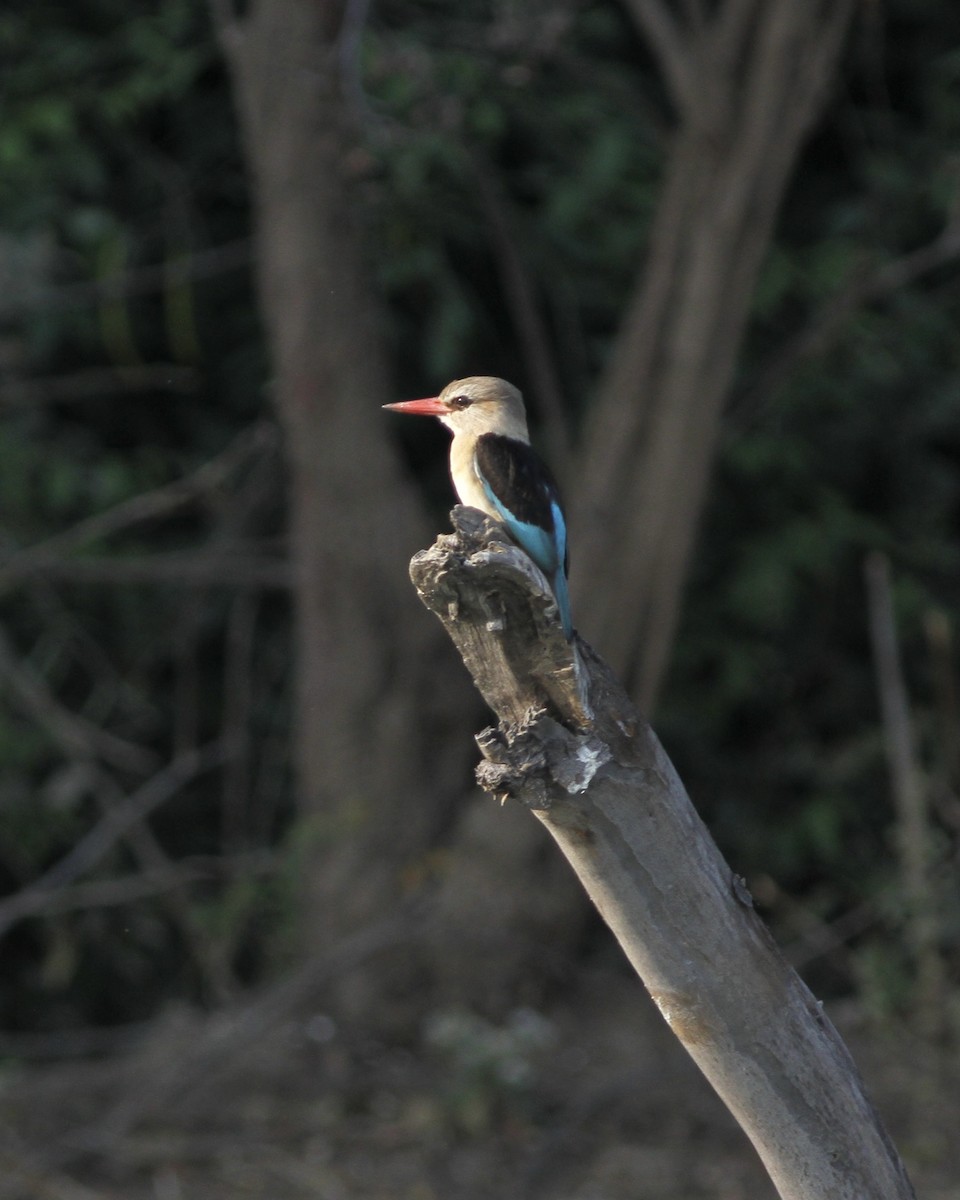 Brown-hooded Kingfisher - ML488305991