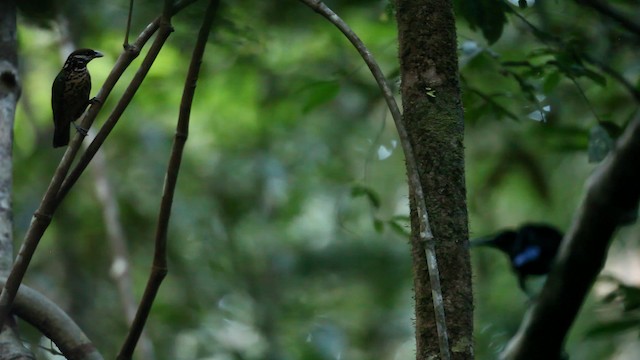 lemčík bělouchý - ML488306