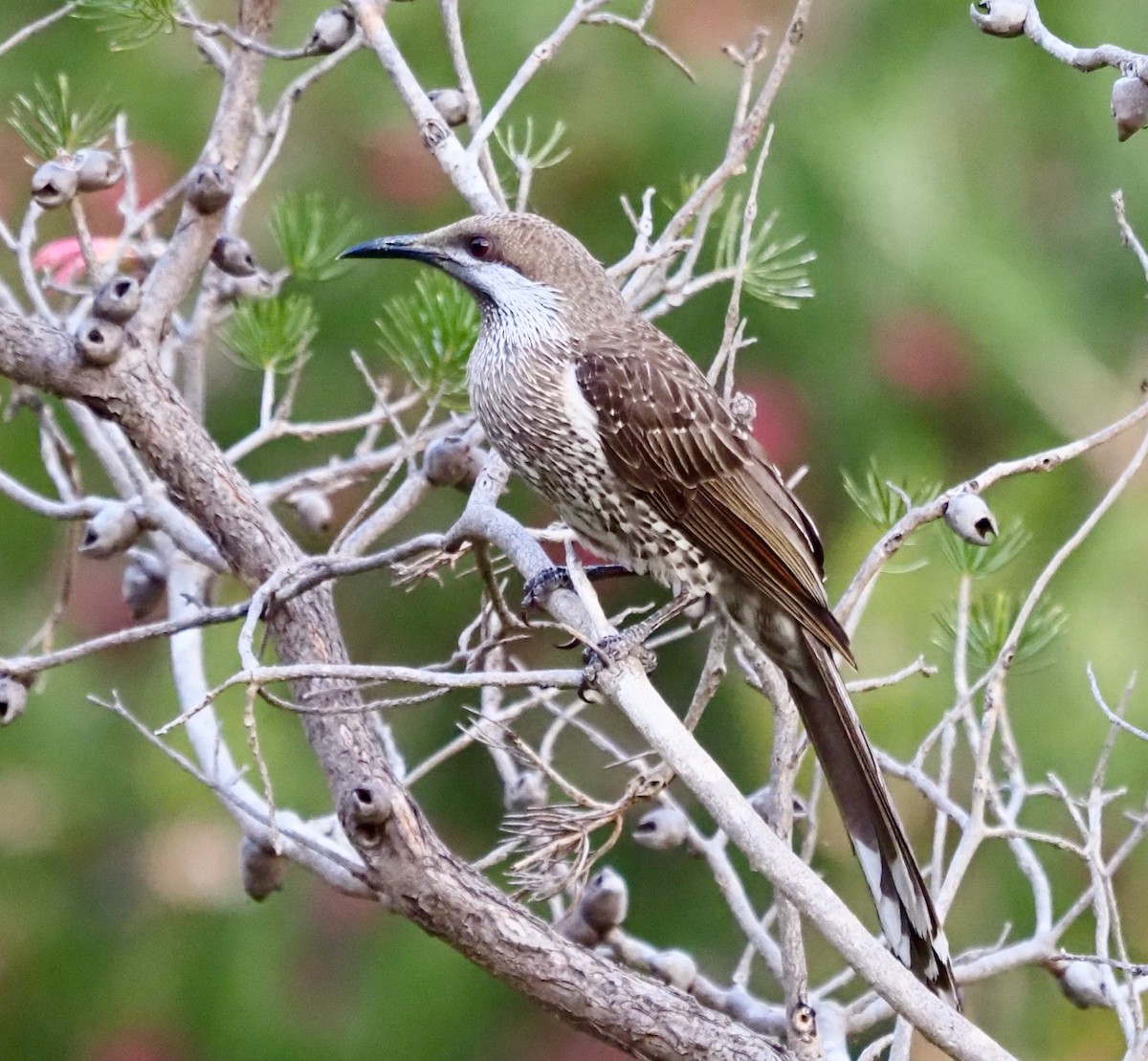 Western Wattlebird - ML488306471