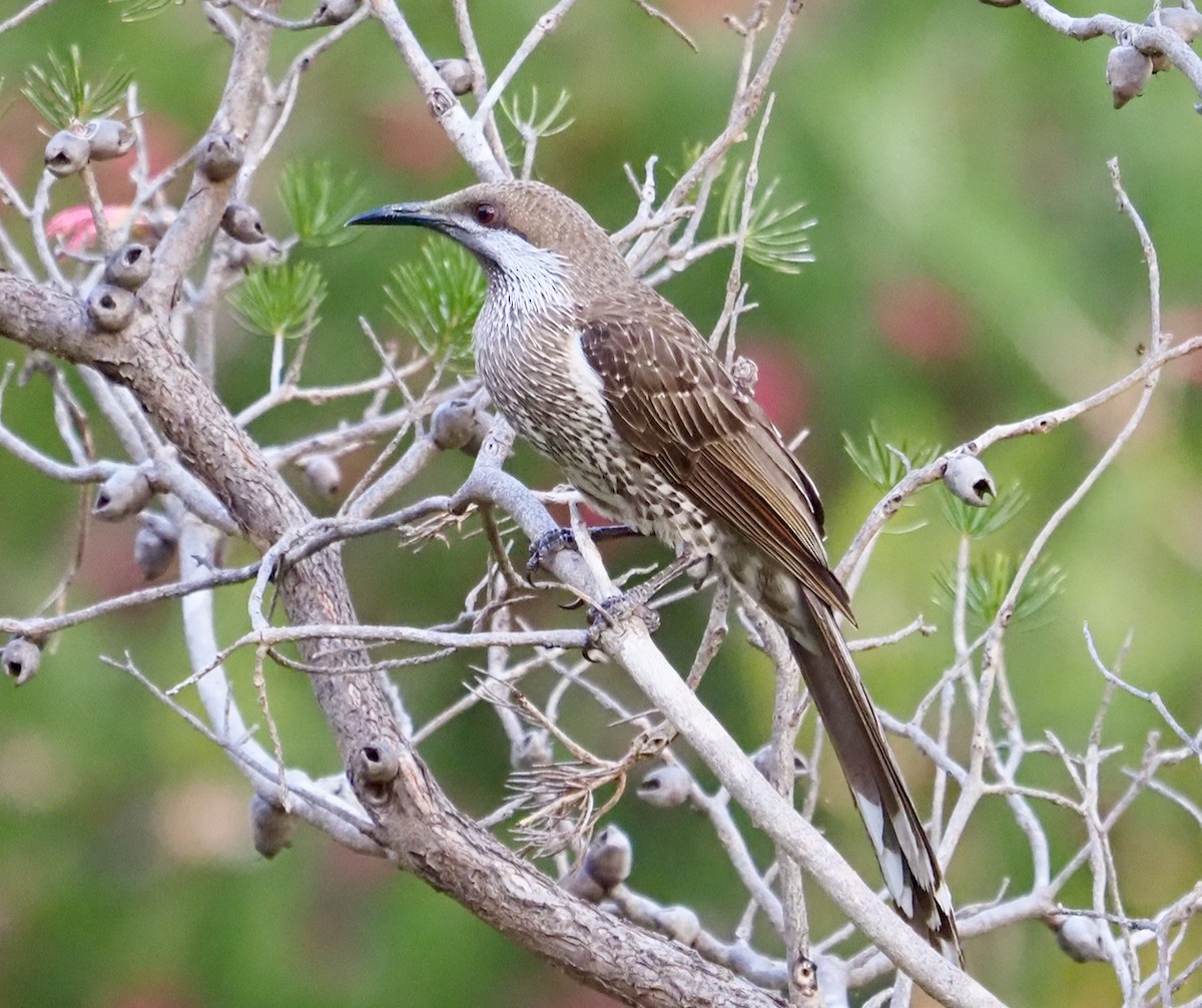 Western Wattlebird - ML488306491