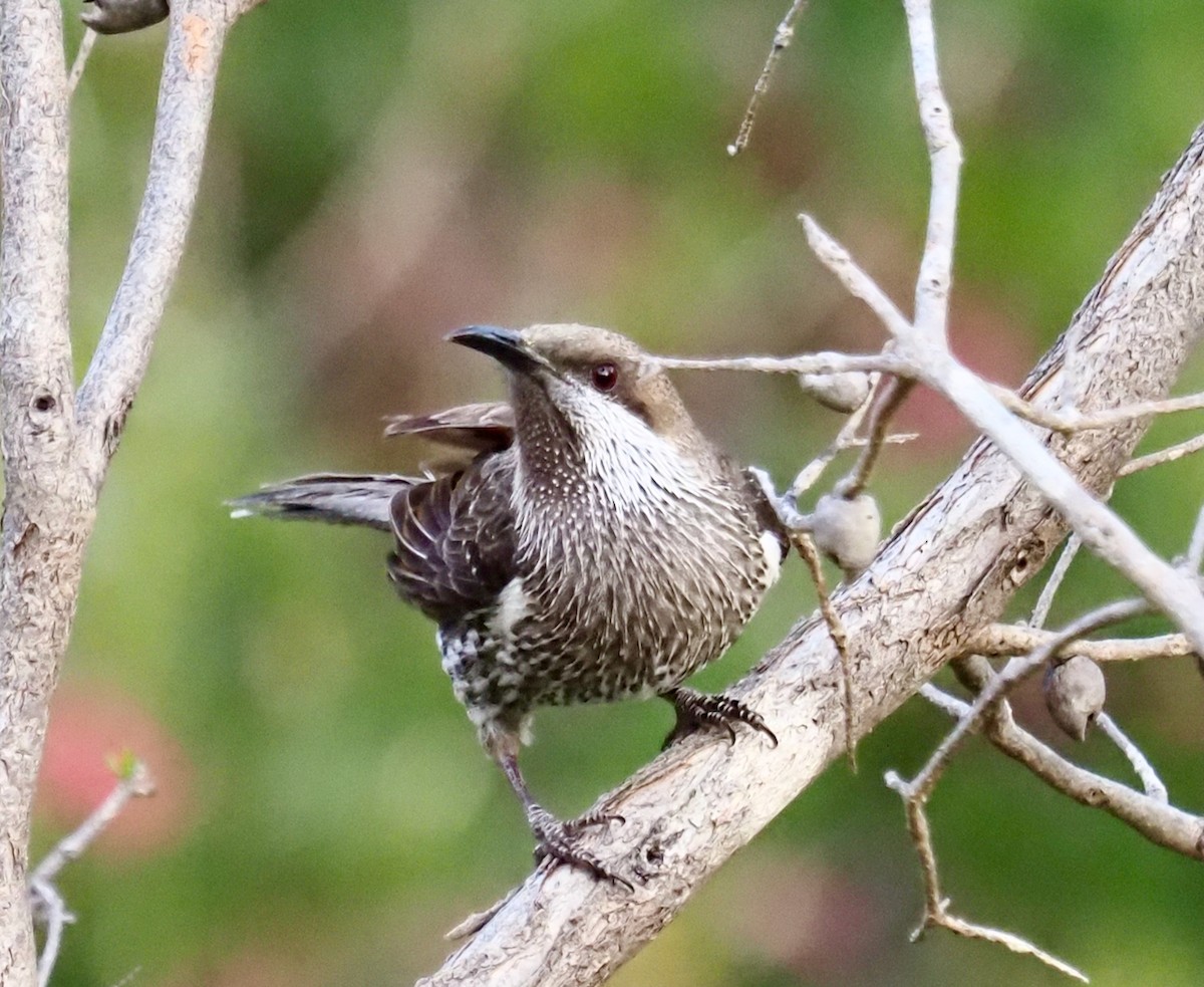 Western Wattlebird - ML488306511