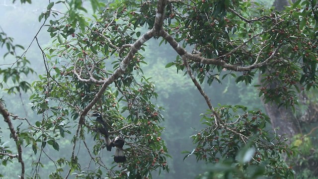 Bushy-crested Hornbill - ML488307
