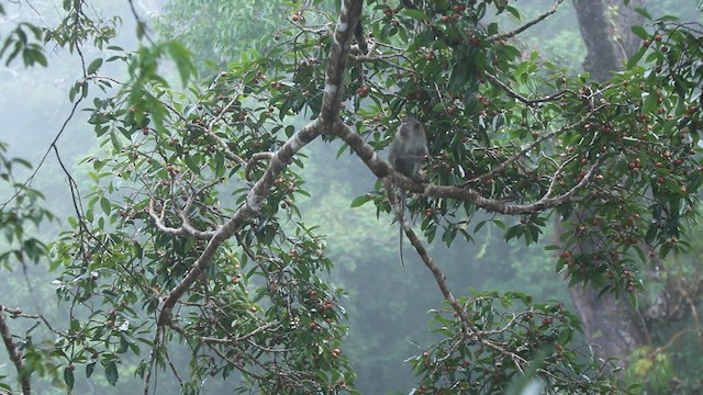 Long-tailed Macaque - ML488308