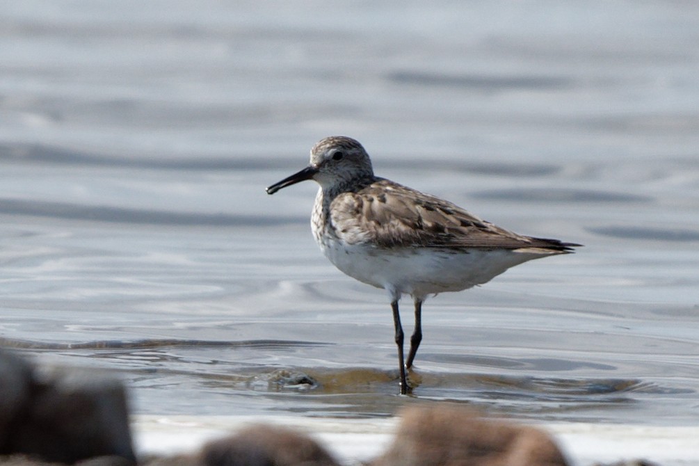 White-rumped Sandpiper - ML488308091