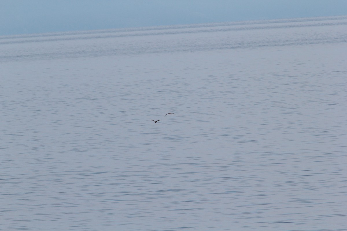 Great Skua - ML488308801