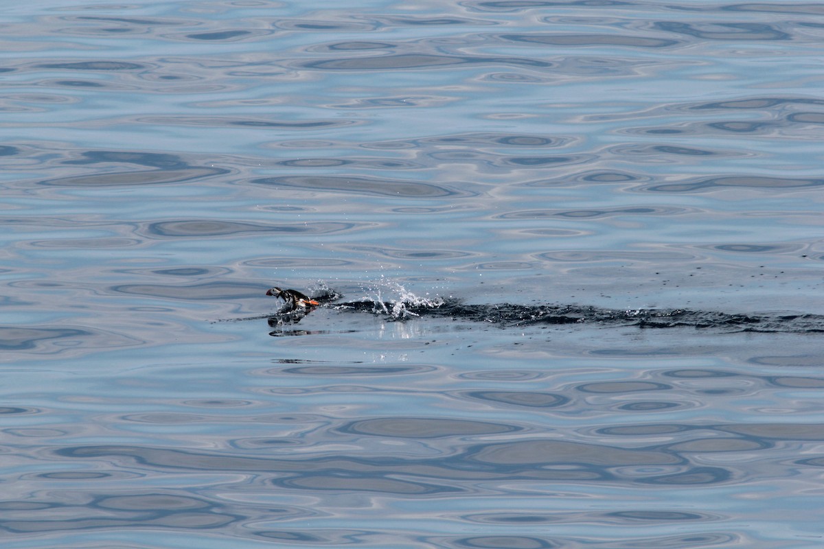 Atlantic Puffin - ML488308831