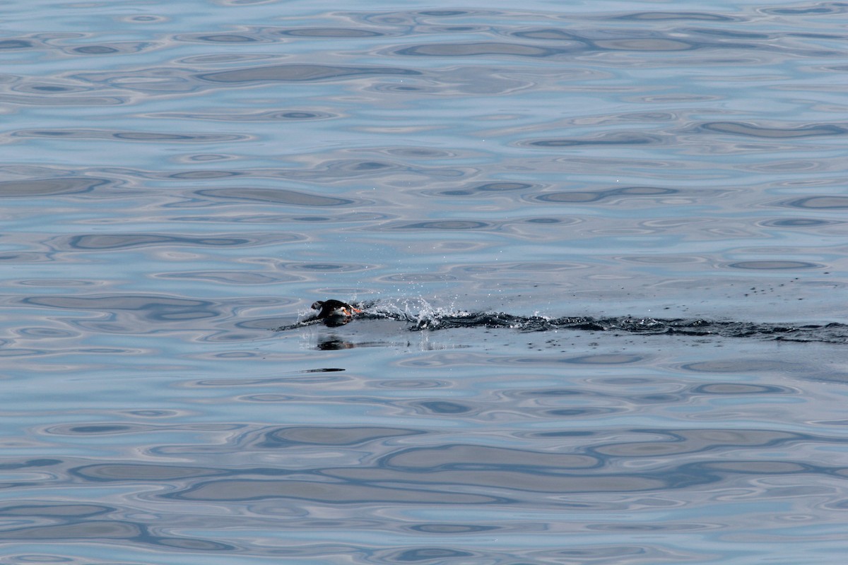 Atlantic Puffin - ML488308841