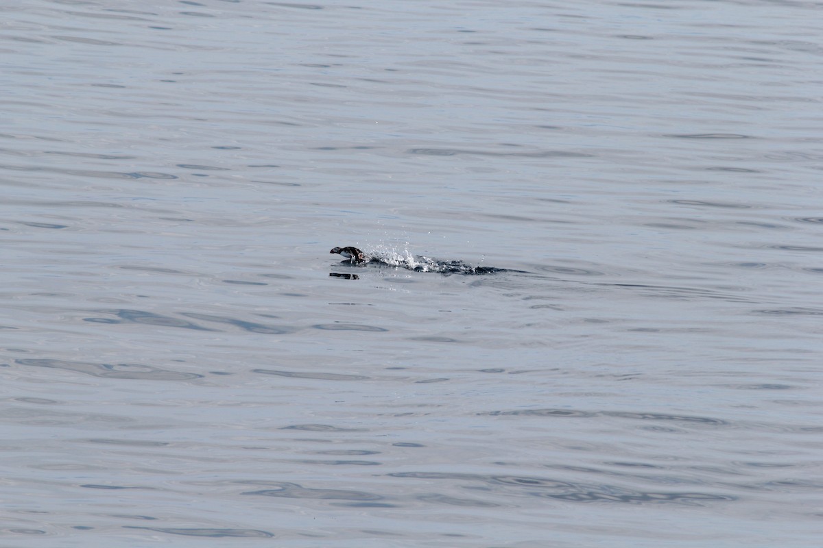 Atlantic Puffin - ML488308861