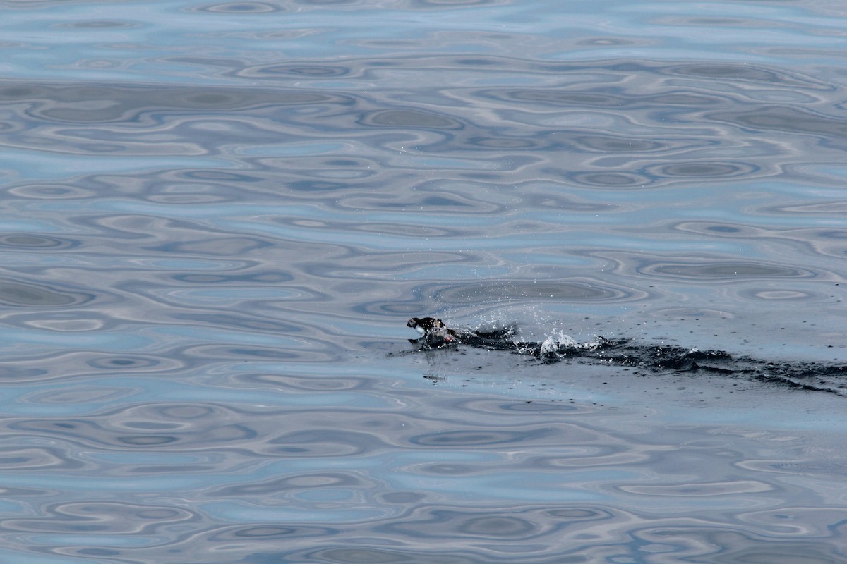 Atlantic Puffin - ML488308871