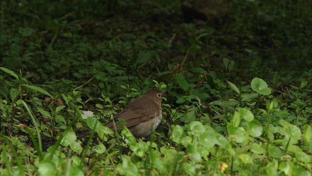 Swainson's Thrush - ML488309