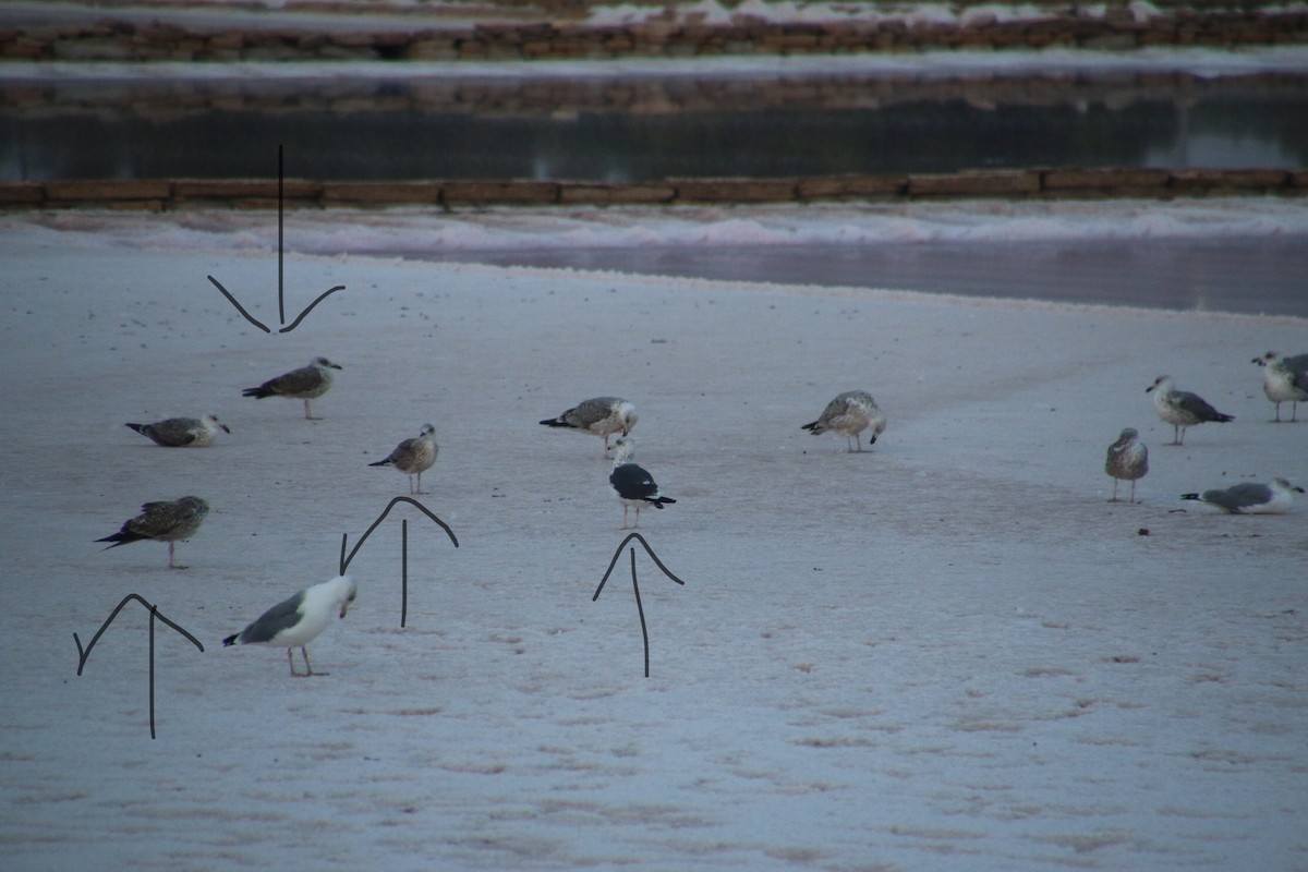 Lesser Black-backed Gull - ML488309431