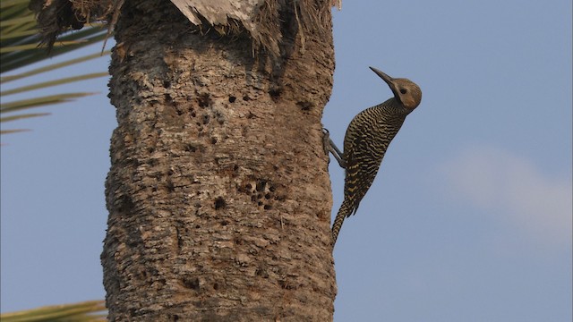 Fernandina's Flicker - ML488310