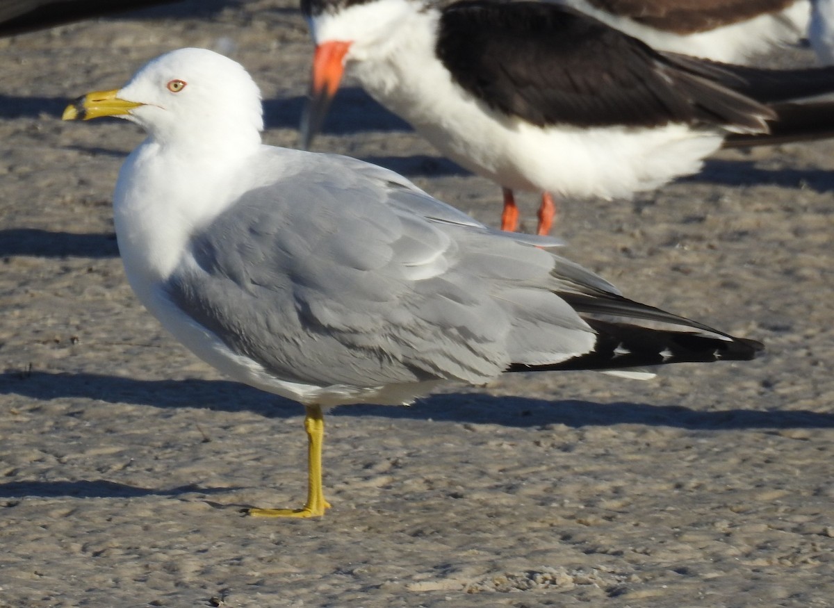 Ring-billed Gull - ML488310831