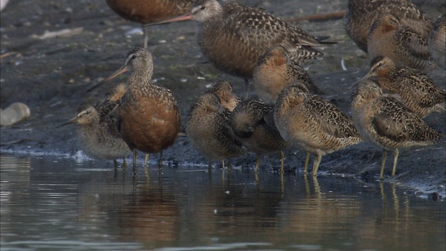 Hudsonian Godwit - ML488311