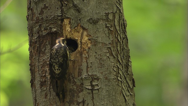 Yellow-bellied Sapsucker - ML488312