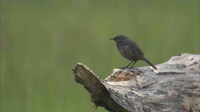 Rusty Blackbird - ML488313