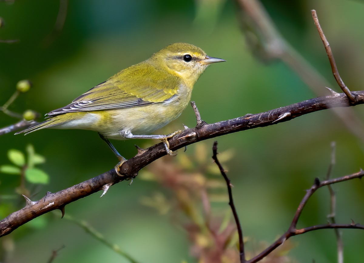 Tennessee Warbler - ML488313681