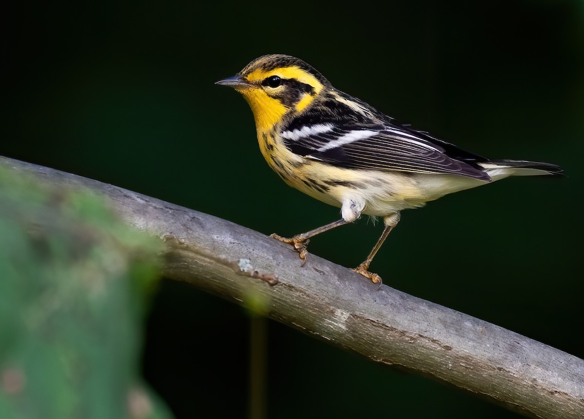 Blackburnian Warbler - ML488313791