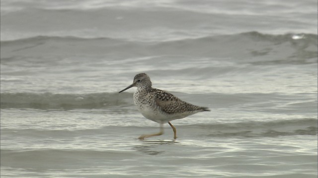 Lesser Yellowlegs - ML488314