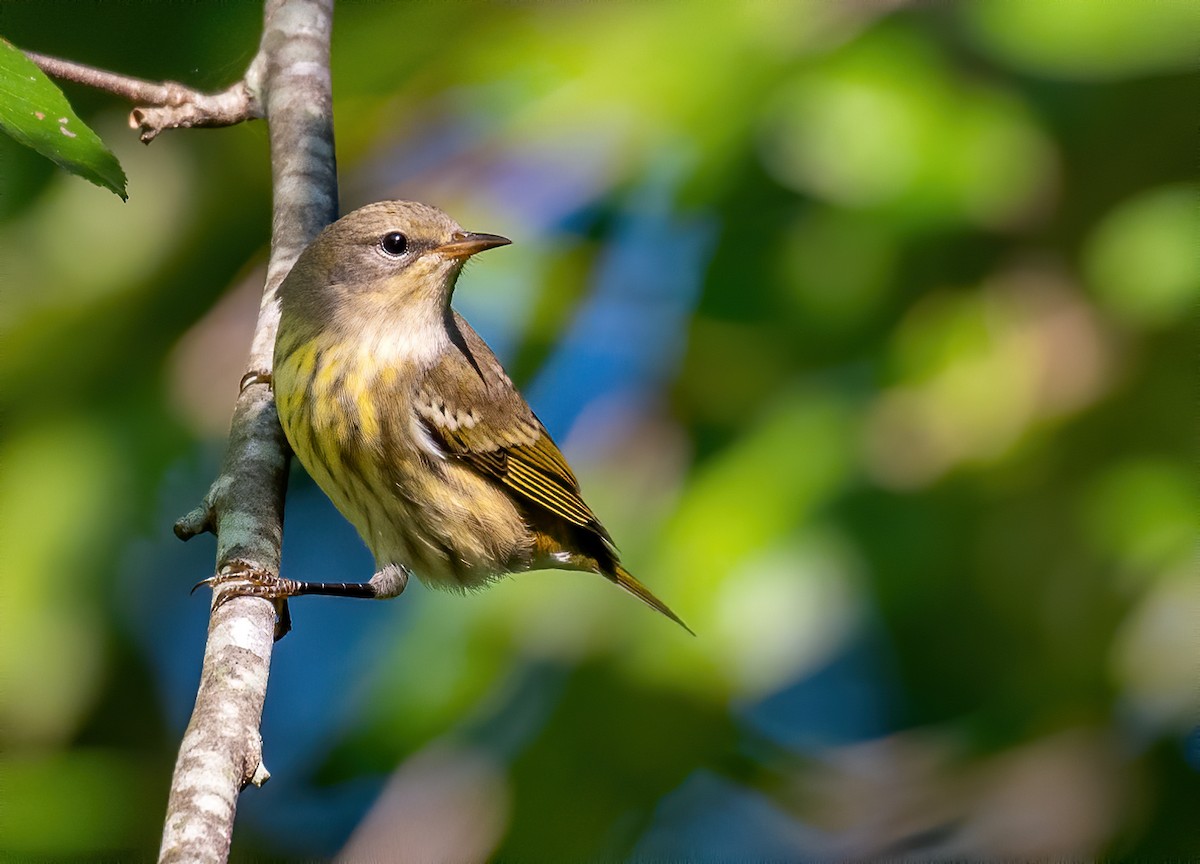 Cape May Warbler - ML488314141