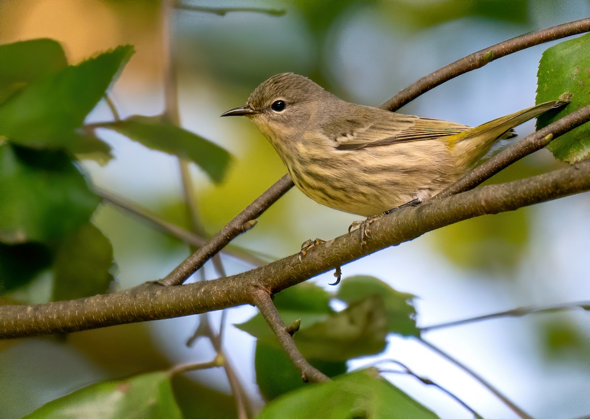 Cape May Warbler - ML488314151