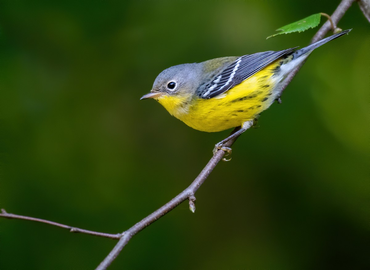 Magnolia Warbler - ML488314181